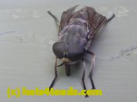 /home//u458753944/public_html/sourcegallery//Insects and small critters/flies (Diptera)/P1040893.JPG